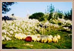 Ovejas pastando en una llanura de monte